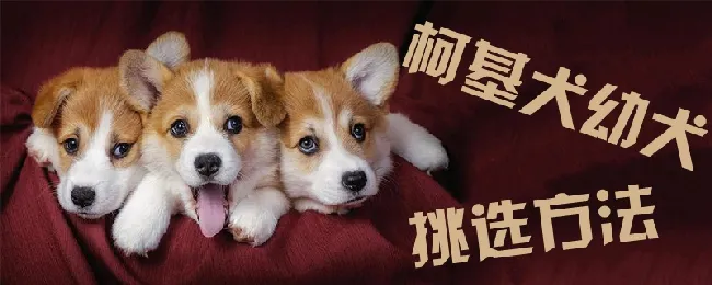 柯基幼犬挑选方法 | 养宠入门知识