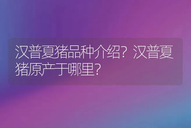 汉普夏猪品种介绍？汉普夏猪原产于哪里？ | 动物养殖