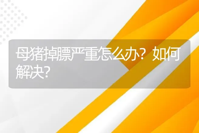 母猪掉膘严重怎么办？如何解决？ | 家畜养殖