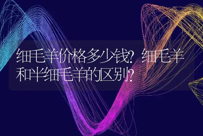 细毛羊价格多少钱？细毛羊和半细毛羊的区别？ | 动物养殖