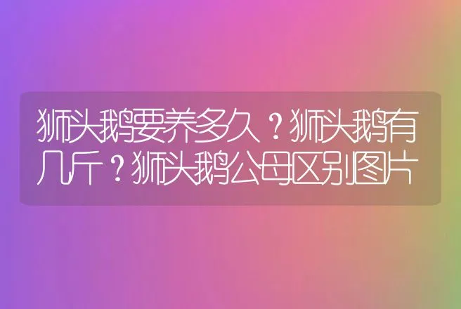 狮头鹅要养多久？狮头鹅有几斤？狮头鹅公母区别图片 | 动物养殖