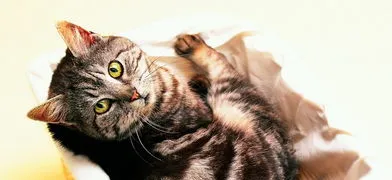 猫咪患了猫藓怎么办？这些处理方法你一定要知道！ | 宠物猫病虫害防治