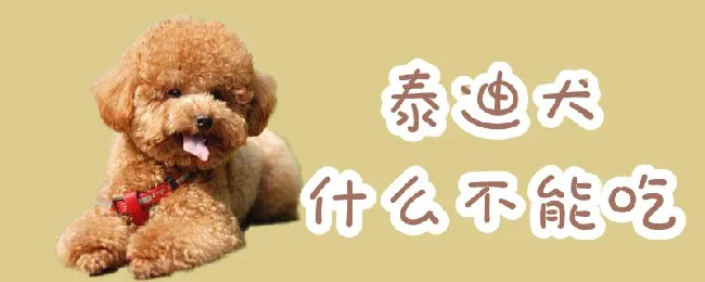 泰迪犬什么不能吃 | 宠物病虫害防治