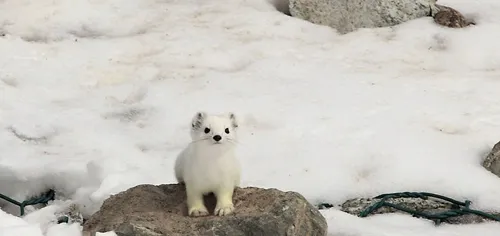 【宠物貂图片】雪白的天山雪貂 | 宠物鼠图片