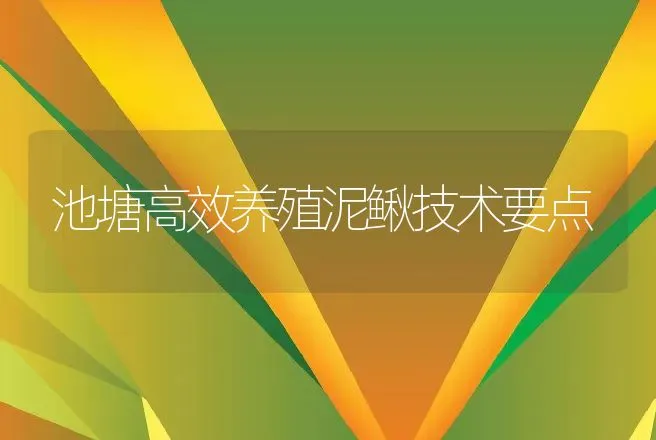 池塘高效养殖泥鳅技术要点 | 动物养殖