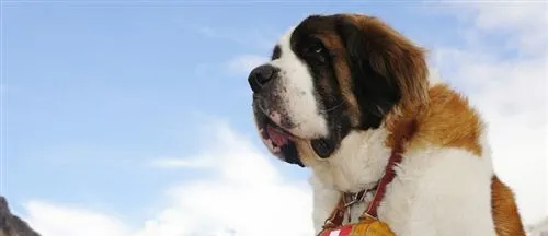 雪山中的守护神——圣伯纳犬 | 宠物狗饲养