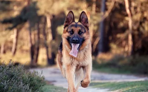 [德国牧羊犬价格]德国牧羊犬各地的价格 | 宠物狗选购技巧