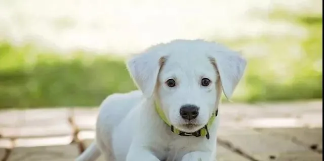 公司毛利率超90%？狂犬病疫苗真的是当前最暴利的产业吗？ | 宠物行业洞察