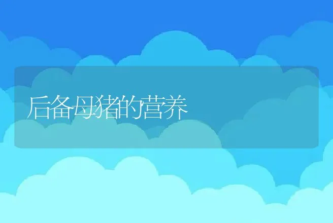 后备母猪的营养 | 动物养殖