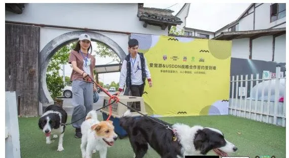 爱宠游助力USDDN飞盘犬赛：人宠默契升级，让心更近 | 宠物新闻资讯