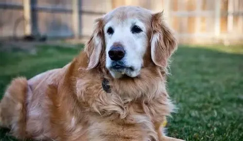 全球最霸气的特种犬|警犬大盘点，你认全了吗？ | 宠物新闻资讯