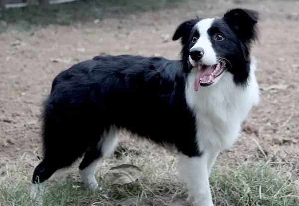 边境牧羊犬写真照片 | 宠物狗图片