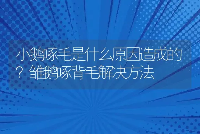 小鹅啄毛是什么原因造成的？雏鹅啄背毛解决方法 | 兽医知识大全