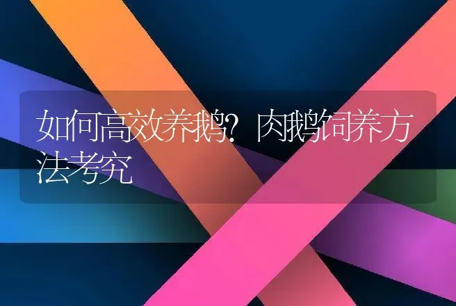 如何高效养鹅？肉鹅饲养方法考究 | 家禽养殖