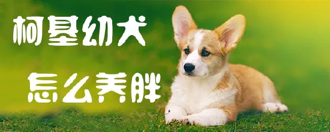 柯基幼犬怎么养胖 | 宠物病虫害防治