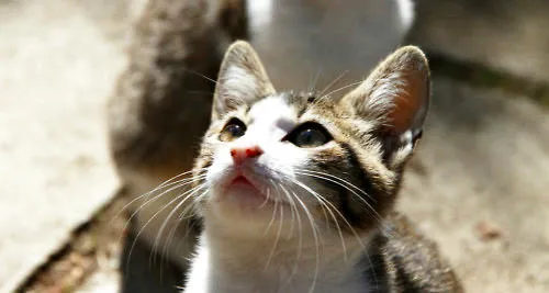 如何解决猫咪乞食蹭饭的问题 | 宠物喂养知识