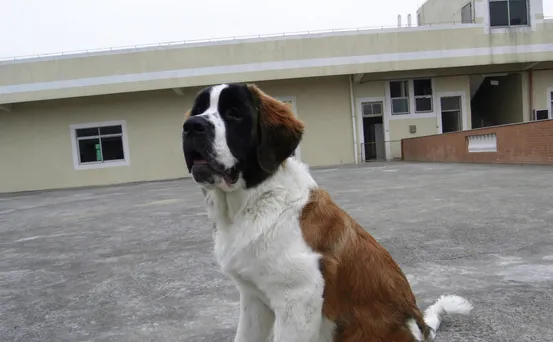 纯种圣伯纳犬选购时需要证书吗 | 宠物狗选购技巧