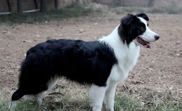 边境牧羊犬写真照片 | 宠物狗图片