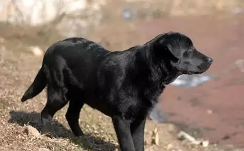 全球最霸气的特种犬|警犬大盘点，你认全了吗？ | 宠物新闻资讯