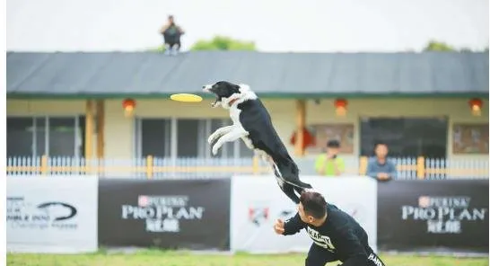 爱宠游助力USDDN飞盘犬赛：人宠默契升级，让心更近 | 宠物新闻资讯