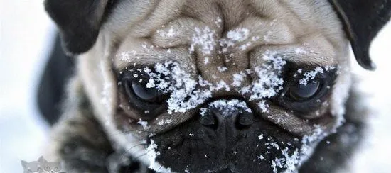 巴哥犬怎么护理 八哥犬日常护理心得 | 宠物病虫害防治