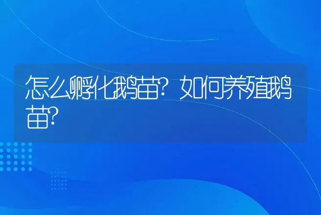 怎么孵化鹅苗?如何养殖鹅苗? | 家禽养殖