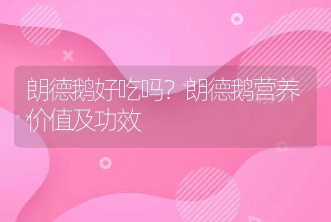 朗德鹅好吃吗？朗德鹅营养价值及功效 | 动物养殖