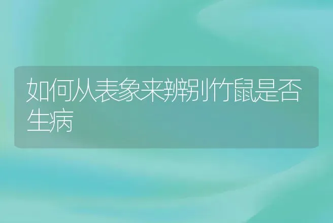 如何从表象来辨别竹鼠是否生病 | 特种养殖