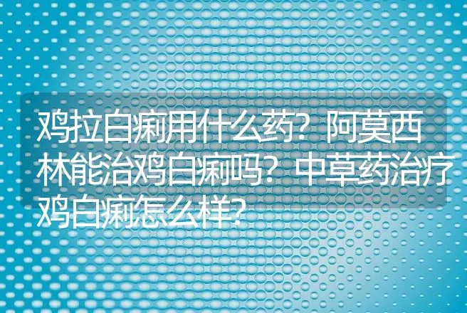 鸡拉白痢用什么药？阿莫西林能治鸡白痢吗？中草药治疗鸡白痢怎么样？ | 兽医知识大全