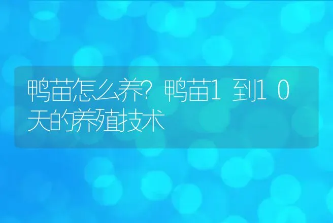 鸭苗怎么养？鸭苗1到10天的养殖技术 | 家禽养殖