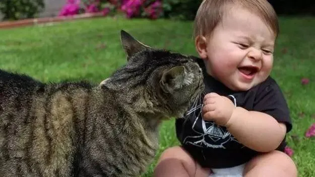 了解的十个猫咪小举动升级猫奴逼格 | 宠物猫训练