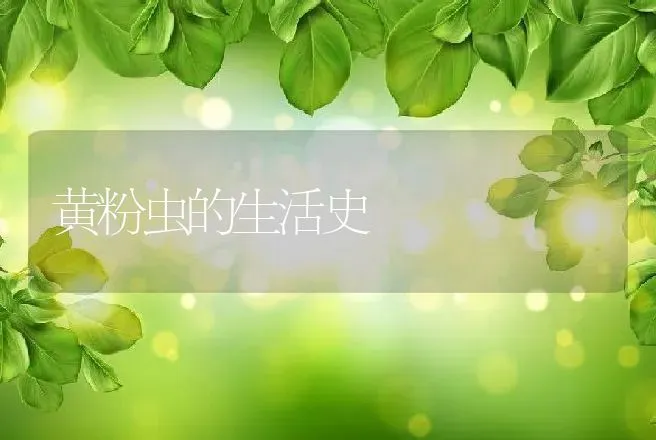 黄粉虫的生活史 | 动物养殖