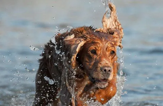 英国可卡犬怎么梳毛 英国可卡犬毛发打理方法 | 宠物病虫害防治