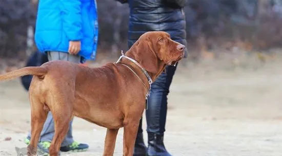 红骨猎浣熊犬吃什么狗粮 红骨猎浣熊犬狗粮推荐 | 宠物病虫害防治