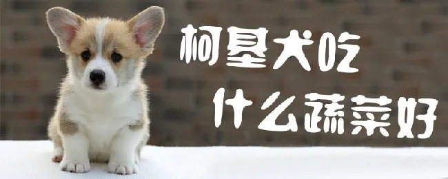 柯基犬吃什么蔬菜好 | 宠物病虫害防治