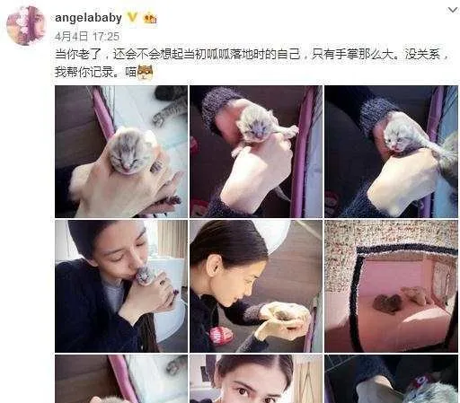 看了baby与胡歌养的宠物 就知道他们是多么可爱逗比 | 宠物新闻资讯