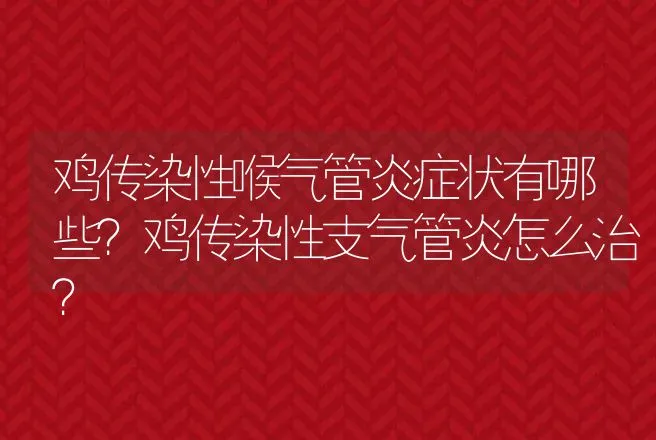 鸡传染性喉气管炎症状有哪些？鸡传染性支气管炎怎么治？ | 兽医知识大全