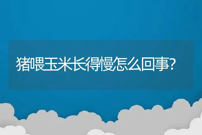 猪喂玉米长得慢怎么回事？ | 家畜养殖