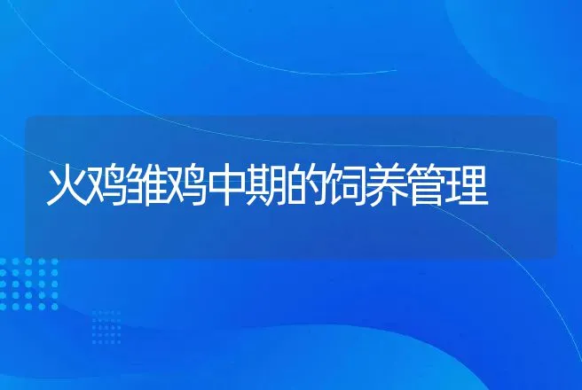 火鸡雏鸡中期的饲养管理 | 家禽养殖