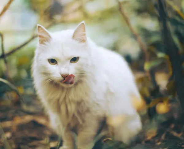 【猫猫图片】安静的美小喵 | 宠物猫图片