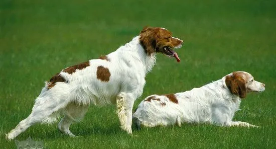 布列塔尼犬怎么洗澡 布列塔尼犬洗澡流程步骤 | 宠物病虫害防治