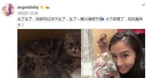 看了baby与胡歌养的宠物 就知道他们是多么可爱逗比 | 宠物新闻资讯