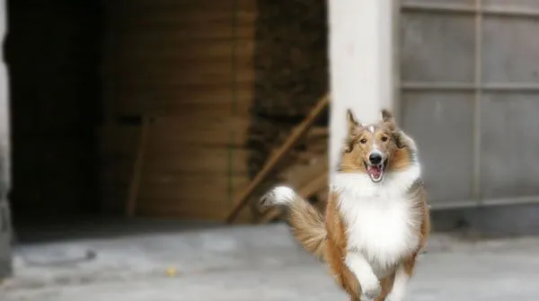 苏格兰牧羊犬高清图集大放送 | 宠物狗图片