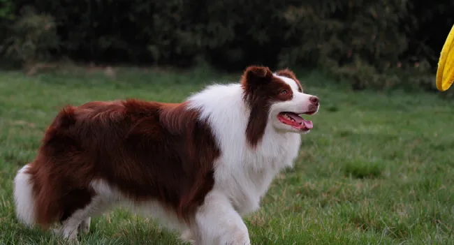 边境牧羊犬的毛色基因遗传 | 宠物狗病虫害防治