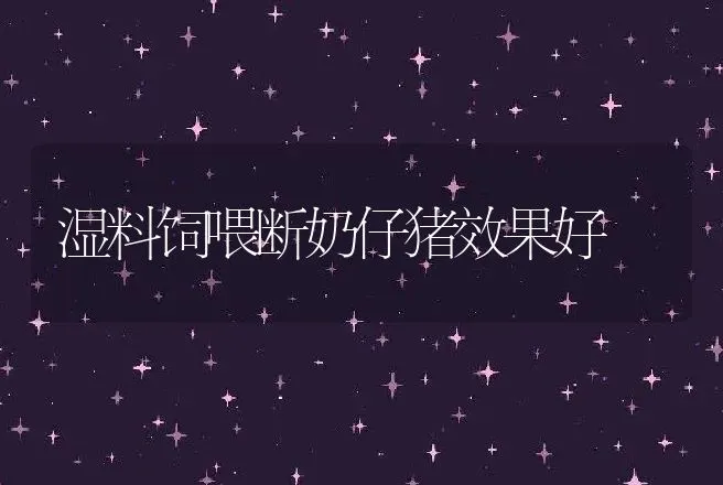 湿料饲喂断奶仔猪效果好 | 动物养殖