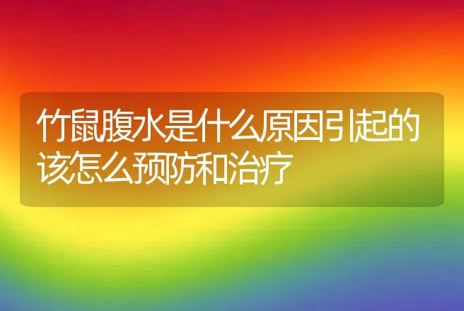 竹鼠腹水是什么原因引起的该怎么预防和治疗 | 特种养殖