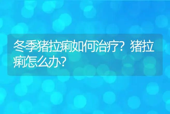 冬季猪拉痢如何治疗？猪拉痢怎么办？ | 兽医知识大全