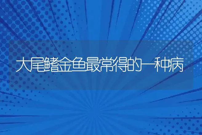 大尾鳍金鱼最常得的一种病 | 动物养殖