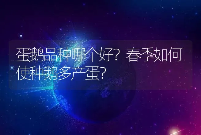 蛋鹅品种哪个好？春季如何使种鹅多产蛋？ | 家禽养殖