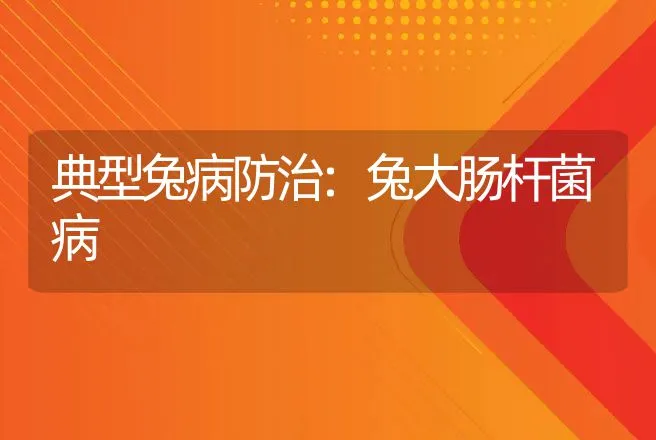 典型兔病防治:兔大肠杆菌病 | 兽医知识大全